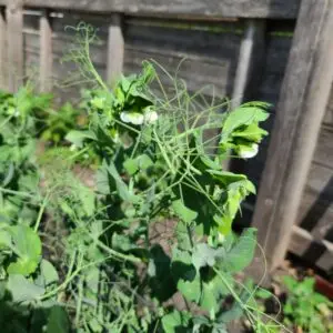 Pea tendrils stay straight if they don't find something to hang on to.