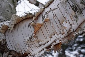 Closeup of limb of paper birch showing peeling white bark.