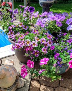Containers of pink and purple petunias next to a swimming pool.