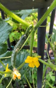 Baby cucumber on trellis with blossom attached