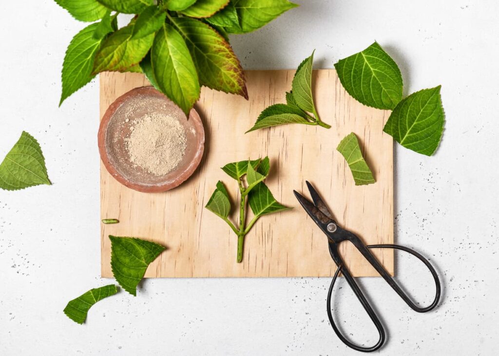 Hydrangea cutting with scissors and rooting hormone.