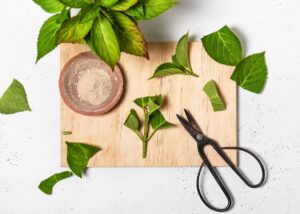 Hydrangea cutting with scissors and rooting hormone.