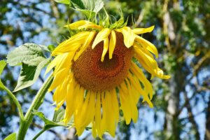 Wilting sunflower