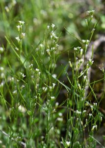 Arabidopsis thaliana