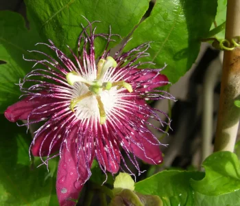 Passionflower